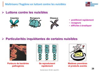 28Tout droit réservé - CIPE 2015 - www.CIPE.fr
Maîtrisons l'hygiène en luttant contre les nuisibles
 Luttons contre les nuisibles
Insectes Rongeurs Oiseaux
• prolifèrent rapidement
• ravageurs
• difficiles à éradiquer
 Particularités inquiétantes de certains nuisibles
Porteurs de bactéries
pathogènes
Se reproduisent
rapidement
Matières premières
et produits avariés
 