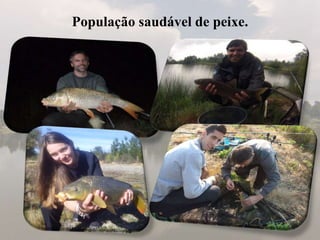 População saudável de peixe.
 