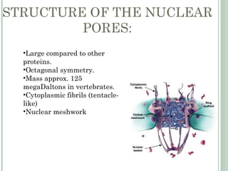 STRUCTURE OF THE NUCLEAR
         PORES:
  •Large compared to other
  proteins.
  •Octagonal symmetry.
  •Mass approx. 125
  megaDaltons in vertebrates.
  •Cytoplasmic fibrils (tentacle-
  like)
  •Nuclear meshwork
 