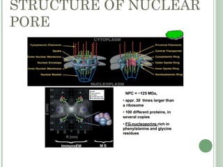 STRUCTURE OF NUCLEAR
PORE
 
