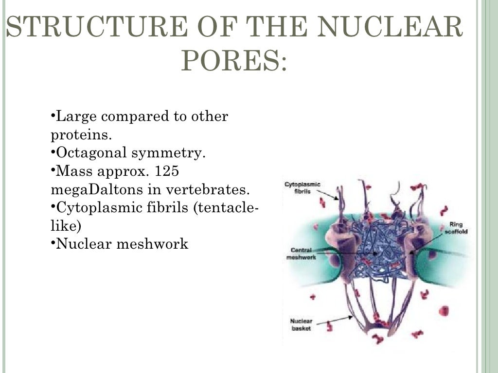 nuclear envelope Biology Diagrams