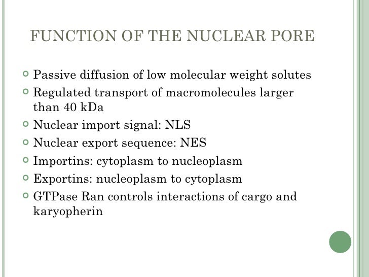 nuclear envelope