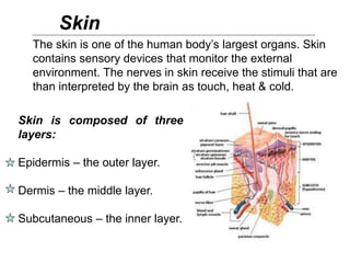 The skin is one of the human body’s largest organs. Skin
contains sensory devices that monitor the external
environment. The nerves in skin receive the stimuli that are
than interpreted by the brain as touch, heat & cold.
Skin
Skin is composed of three
layers:
Epidermis – the outer layer.
Dermis – the middle layer.
Subcutaneous – the inner layer.
 