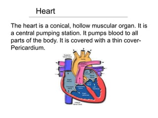 Heart
The heart is a conical, hollow muscular organ. It is
a central pumping station. It pumps blood to all
parts of the body. It is covered with a thin cover-
Pericardium.
 
