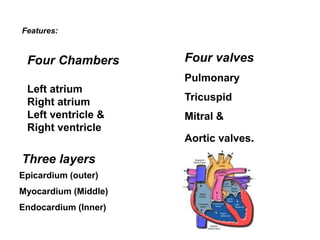 Four Chambers
Left atrium
Right atrium
Left ventricle &
Right ventricle
Features:
Four valves
Pulmonary
Tricuspid
Mitral &
Aortic valves.
Three layers
Epicardium (outer)
Myocardium (Middle)
Endocardium (Inner)
 