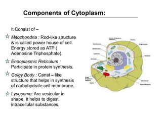 Components of Cytoplasm:
It Consist of –
Mitochondria : Rod-like structure
& is called power house of cell.
Energy stored as ATP (
Adenosine Triphosphate).
Endoplasmic Reticulum :
Participate in protein synthesis.
Golgy Body : Canal – like
structure that helps in synthesis
of carbohydrate cell membrane.
Lysosome: Are vesicular in
shape. It helps to digest
intracellular substances.
 