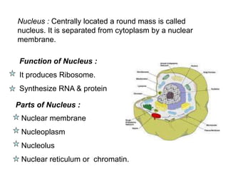 Nucleus : Centrally located a round mass is called
nucleus. It is separated from cytoplasm by a nuclear
membrane.
Function of Nucleus :
It produces Ribosome.
Synthesize RNA & protein
Parts of Nucleus :
Nuclear membrane
Nucleoplasm
Nucleolus
Nuclear reticulum or chromatin.
 