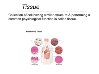 Tissue
Collection of cell having similar structure & performing a
common physiological function is called tissue.
 