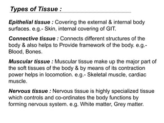 Types of Tissue :
Epithelial tissue : Covering the external & internal body
surfaces. e.g.- Skin, internal covering of GIT.
Connective tissue : Connects different structures of the
body & also helps to Provide framework of the body. e.g.-
Blood, Bones.
Muscular tissue : Muscular tissue make up the major part of
the soft tissues of the body & by means of its contraction
power helps in locomotion. e.g.- Skeletal muscle, cardiac
muscle.
Nervous tissue : Nervous tissue is highly specialized tissue
which controls and co-ordinates the body functions by
forming nervous system. e.g. White matter, Grey matter.
 