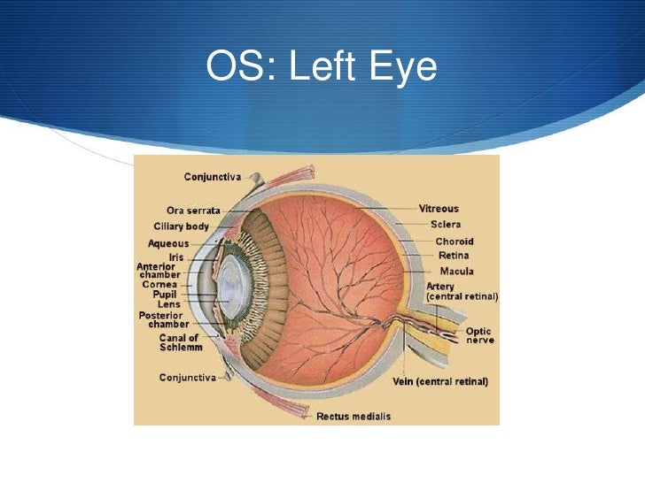 Abbreviations of the Ear and Eye