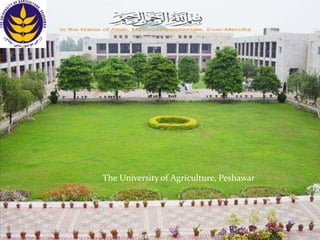 The University of Agriculture, Peshawar
 