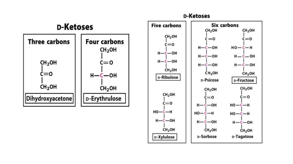 Biochemistry of Carbohydrates