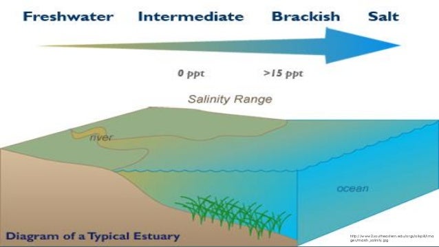 Sea Level Rise On Estuarine Slopes Sediment Particle Size And Wave E