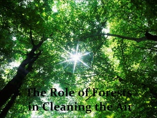 The Role of Forests
in Cleaning the Air
 