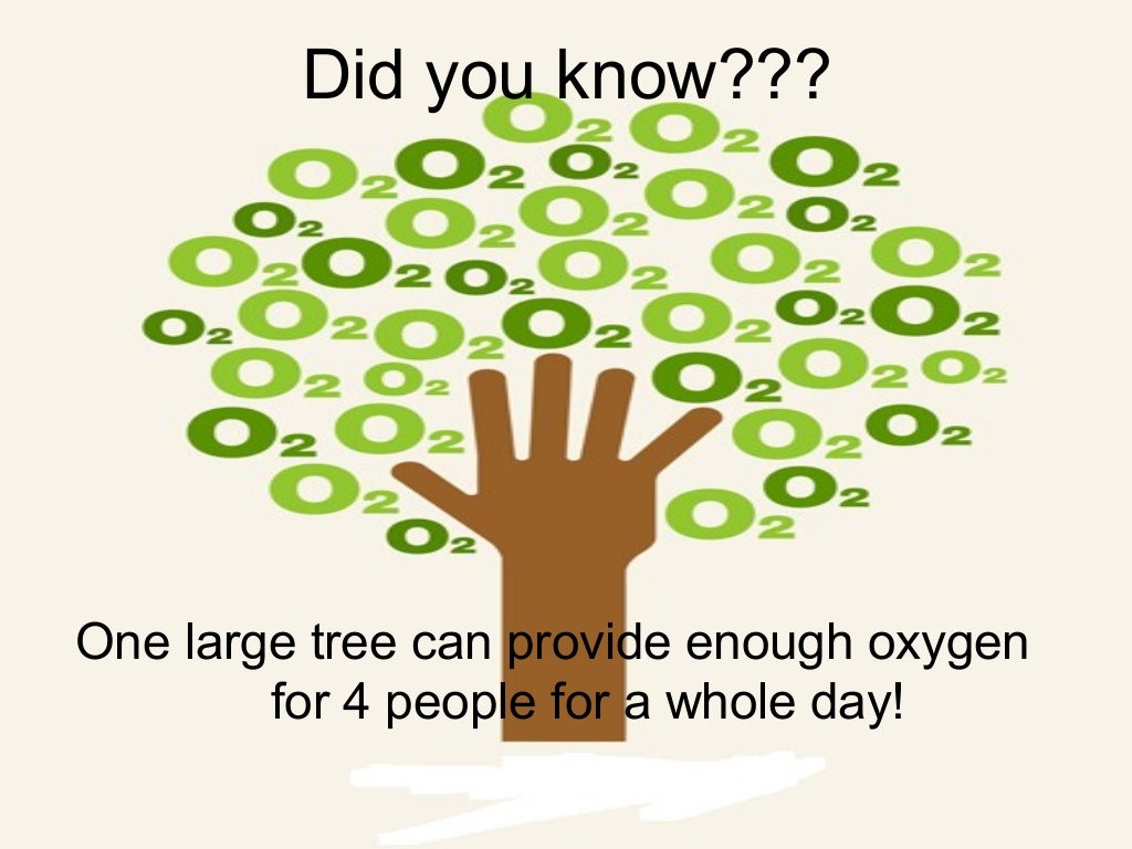 Role of Trees in Cleaning the Air