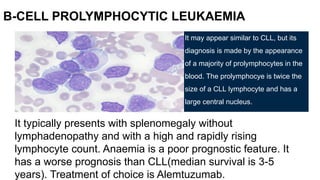 It may appear similar to CLL, but its
diagnosis is made by the appearance
of a majority of prolymphocytes in the
blood. The prolymphocye is twice the
size of a CLL lymphocyte and has a
large central nucleus.
B-CELL PROLYMPHOCYTIC LEUKAEMIA
It typically presents with splenomegaly without
lymphadenopathy and with a high and rapidly rising
lymphocyte count. Anaemia is a poor prognostic feature. It
has a worse prognosis than CLL(median survival is 3-5
years). Treatment of choice is Alemtuzumab.
 