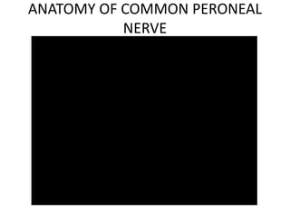 ANATOMY OF COMMON PERONEAL
NERVE
 