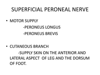 SUPERFICIAL PERONEAL NERVE
• MOTOR SUPPLY
-PERONEUS LONGUS
-PERONEUS BREVIS
• CUTANEOUS BRANCH
-SUPPLY SKIN ON THE ANTERIOR AND
LATERAL ASPECT OF LEG AND THE DORSUM
OF FOOT.
 