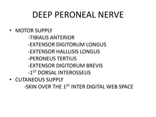 DEEP PERONEAL NERVE
• MOTOR SUPPLY
-TIBIALIS ANTERIOR
-EXTENSOR DIGITORUM LONGUS
-EXTENSOR HALLUSIS LONGUS
-PERONEUS TERTIUS
-EXTENSOR DIGITORUM BREVIS
-1ST DORSAL INTEROSSEUS
• CUTANEOUS SUPPLY
-SKIN OVER THE 1ST INTER DIGITAL WEB SPACE
 