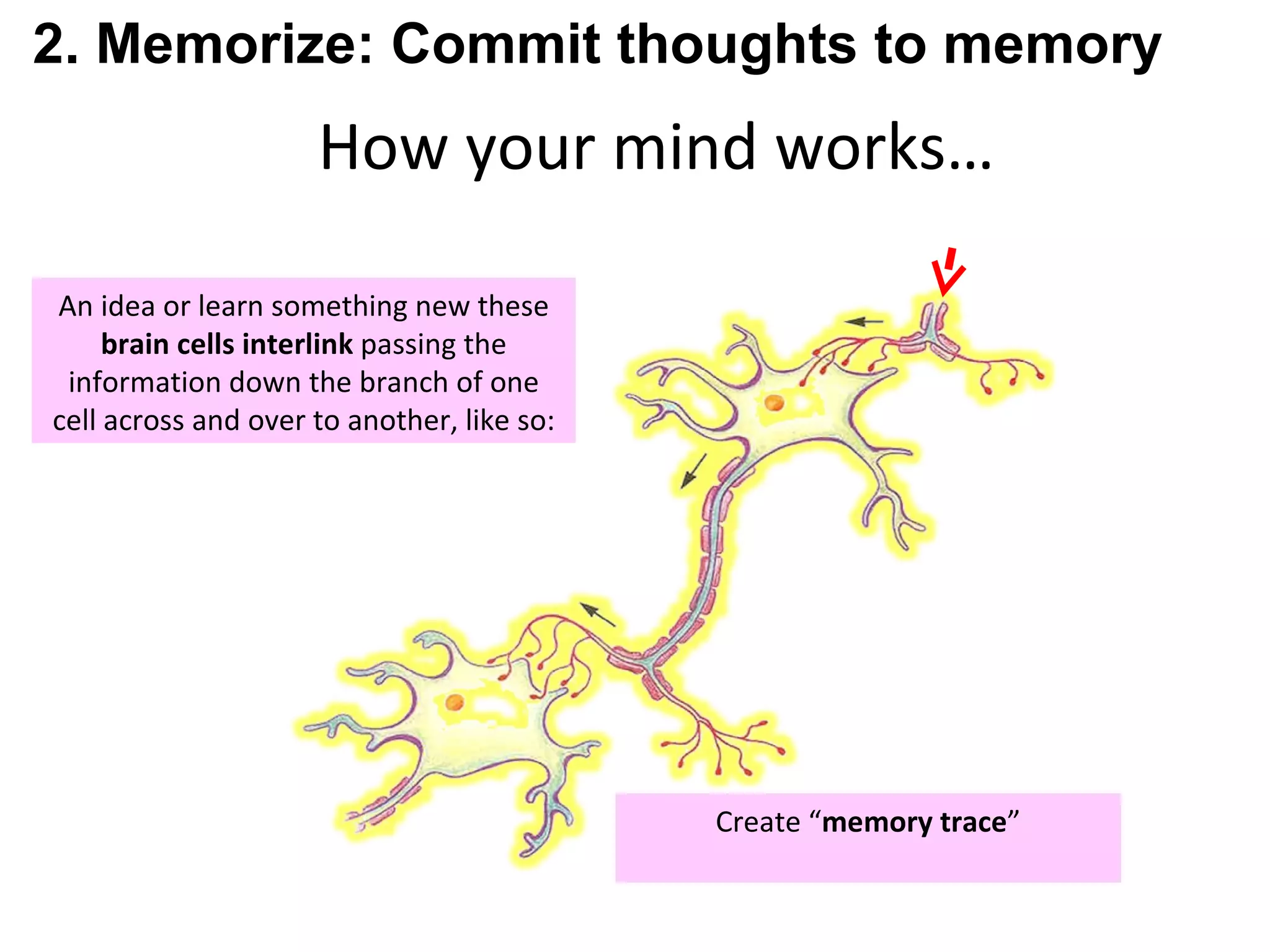 How your mind works… An idea or learn something new these  brain cells interlink  passing the information down the branch of one cell across and over to another, like so: Create “ memory trace ” 2. Memorize: Commit thoughts to memory 
