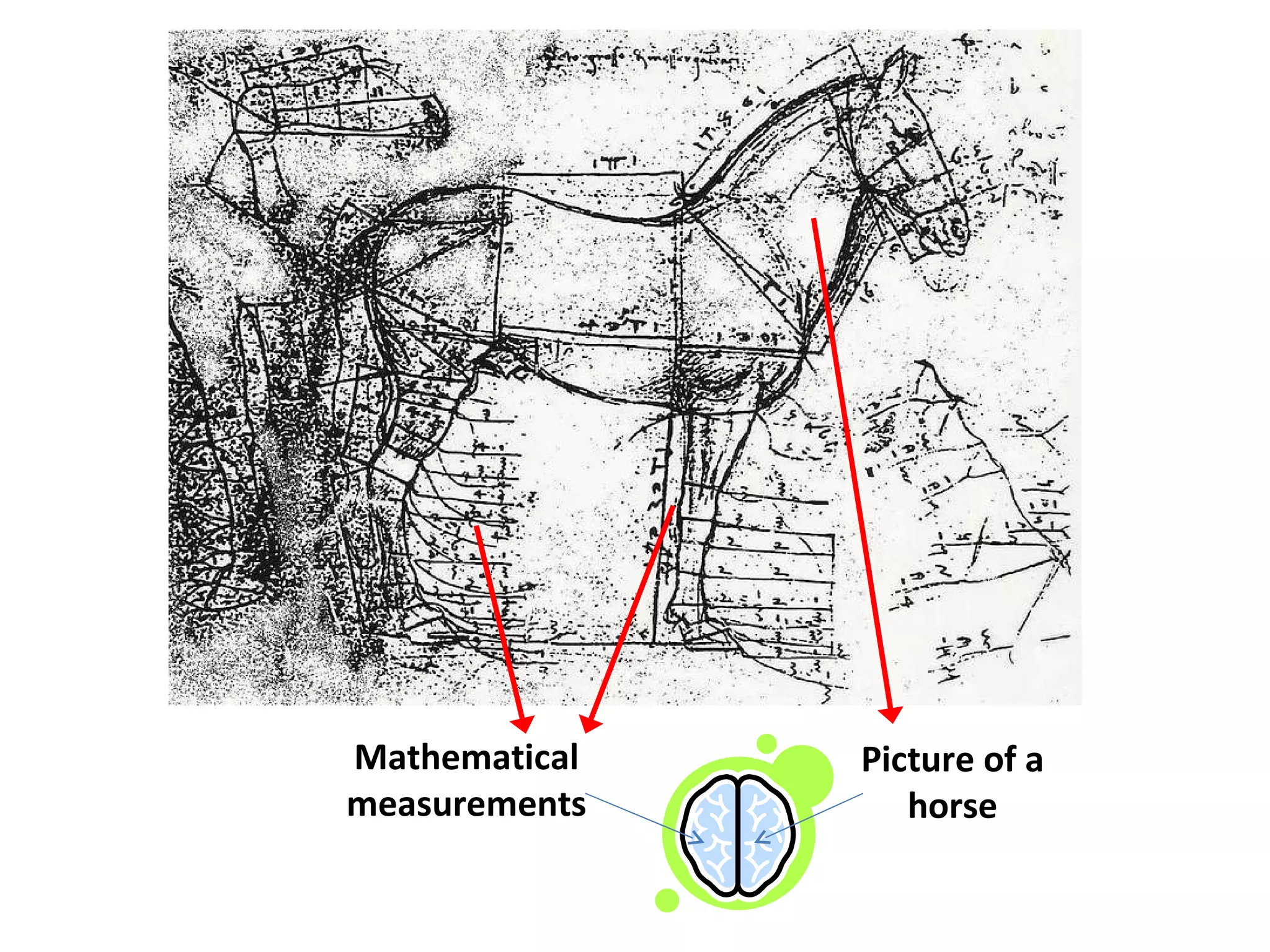Picture of a horse Mathematical measurements 