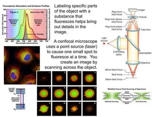 Labeling specific parts
of the object with a
substance that
fluoresces helps bring
out details in the
image.
A confocal microscope
uses a point source (laser)
to cause one small spot to
fluoresce at a time. You
create an image by
scanning across the object.
 