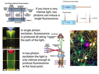 If you have a very
intense light, two
photons can induce a
single fluorescence.
In single photon
excitation, fluorescence
is produced all along
the path of the light.
In two-photon
excitation the light is
only intense enough to
produce fluorescence
at the focal point.
 