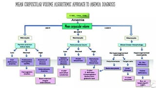 Mean corpuscular volume algorithmic approach to anemia diagnosis
5
Mean corpuscular volume
 