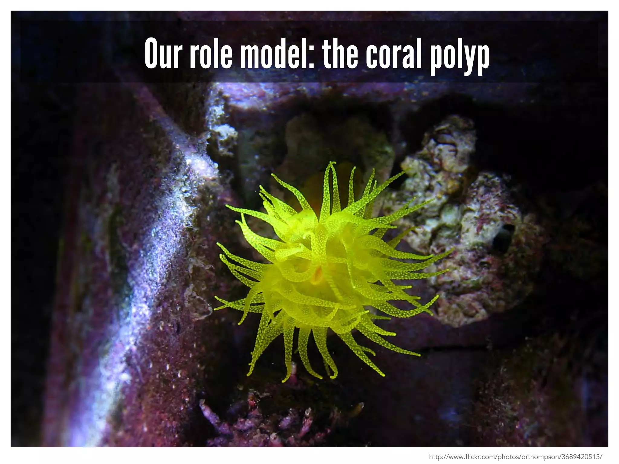 Our role model: the coral polyp 
http://www.flickr.com/photos/drthompson/3689420515/ 
 
