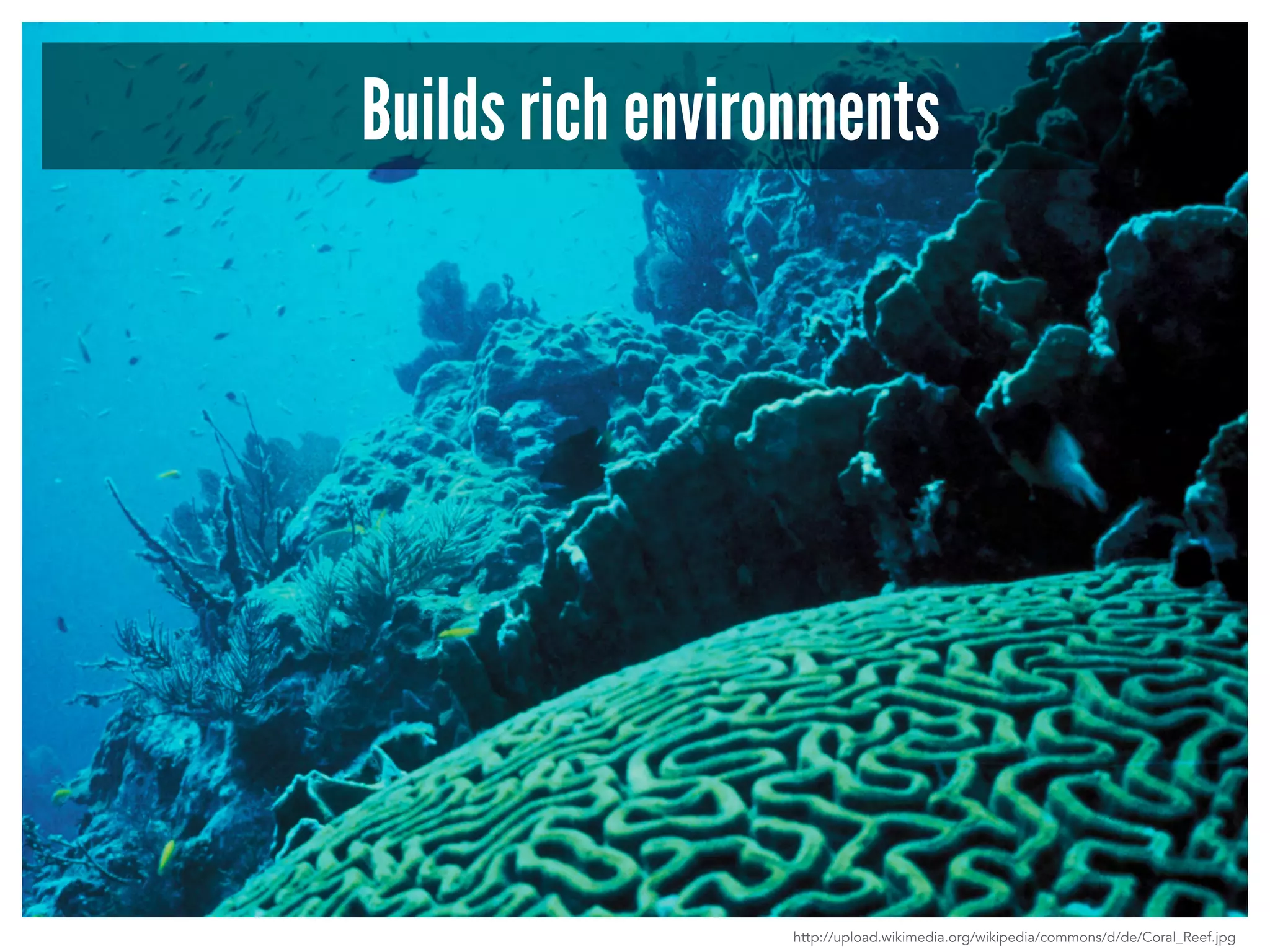 Builds rich environments 
http://upload.wikimedia.org/wikipedia/commons/d/de/Coral_Reef.jpg 
 
