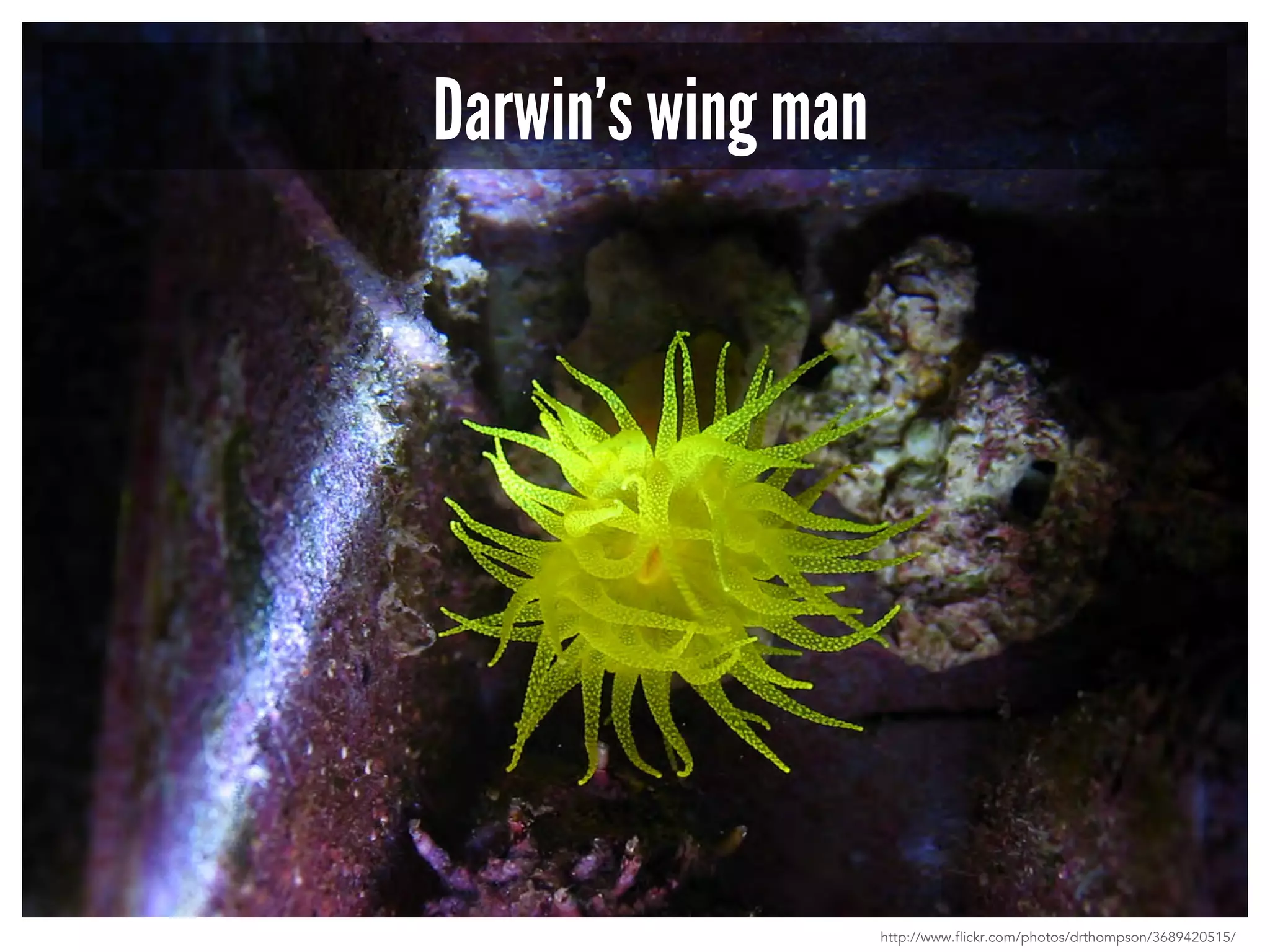 Darwin’s wing man 
http://www.flickr.com/photos/drthompson/3689420515/ 
 