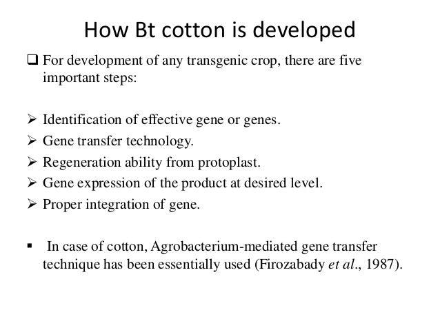 What is Bt cotton?