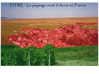 TITRE : Le paysage rural d’Avize en France