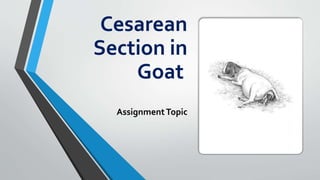 Cesarean
Section in
Goat
AssignmentTopic
 