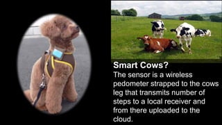 Smart Cows?
     The sensor is a wireless
     pedometer strapped to the cows
     leg that transmits number of
     steps to a local receiver and
     from there uploaded to the
17
     cloud.                      17
 