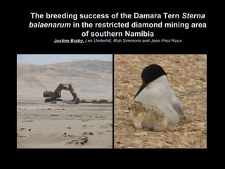 The breeding success of the Damara Tern Sterna
balaenarum in the restricted diamond mining area
of southern Namibia
Justine Braby, Les Underhill, Rob Simmons and Jean Paul Roux
 