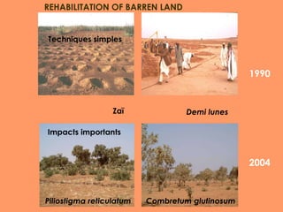1990 REHABILITATION OF BARREN LAND 2004 Demi lunes Combretum glutinosum Zaï Techniques simples Piliostigma reticulatum Impacts importants