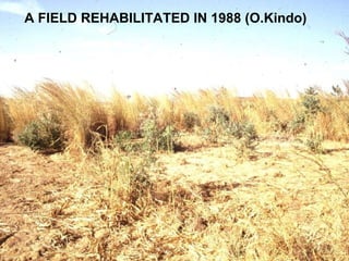A FIELD REHABILITATED IN 1988 (O.Kindo)