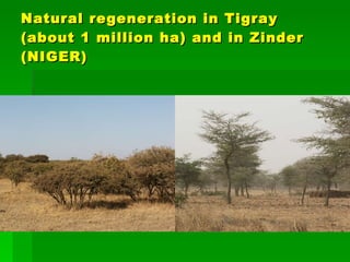 Natural regeneration in Tigray (about 1 million ha) and in Zinder (NIGER)
