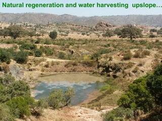 Natural regeneration and water harvesting upslope……