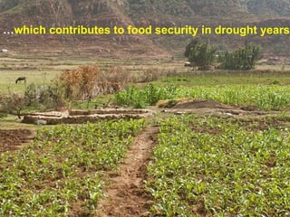 … which contributes to food security in drought years