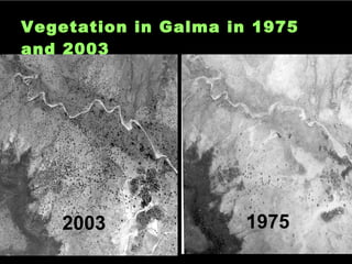 Vegetation in Galma in 1975 and 2003 2003 1975