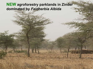 NEW agroforestry parklands in Zinder dominated by Faidherbia Albida