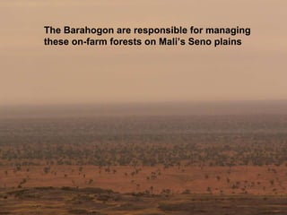 The Barahogon are responsible for managing these on-farm forests on Mali’s Seno plains