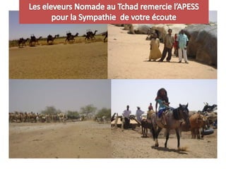 Education en milieu pastoral au Tchad Les enjeux vus par une organisation d’éleveurs: le cas de ADRB 