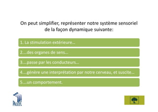 On peut simplifier, représenter notre système sensoriel
           de la façon dynamique suivante:

1. La stimulation extérieure…

2.…des organes de sens…

3.…passe par les conducteurs…

4.…génère une interprétation par notre cerveau, et suscite…

5.…un comportement.
 