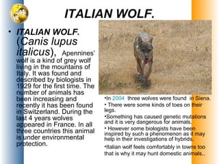 ITALIAN WOLF.
• ITALIAN WOLF.
(Canis lupus
italicus), Apennines’
wolf is a kind of grey wolf
living in the mountains of
Italy. It was found and
described by biologists in
1929 for the first time. The
number of animals has
been increasing and
recently it has been found
in Switzerland. During the
last 4 years wolves
appeared in France. In all
three countries this animal
is under environmental
protection.
•In 2004 three wolves were found in Siena.
• There were some kinds of toes on their
legs.
•Something has caused genetic mutations
and it is very dangerous for animals.
• However some biologists have been
inspired by such a phenomenon as it may
help in their investigations of hybrids.
•Italian wolf feels comfortably in towns too
that is why it may hunt domestic animals..
 