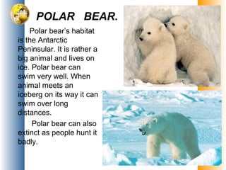 POLAR BEAR.
Polar bear’s habitat
is the Antarctic
Peninsular. It is rather a
big animal and lives on
ice. Polar bear can
swim very well. When
animal meets an
iceberg on its way it can
swim over long
distances.
Polar bear can also
extinct as people hunt it
badly.
 