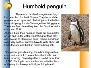 Humbold penguin.
These are Humbold penguins as they
live near the Humbold Stream. They have white
glasses round eyes and black rings on the ballies.
Humbold penguins don’t change their living place.
There are few placesthey live : the South America
coast and Chili.
Animals build their nests on rocks but live mostly
on ice and under water. Searching for food they
can dive up to 50 metres deep. Chicks need food
every day so their parents have to walk about 70
km to the sea and back in order to bring fish.
One parent goes hunting, the other stays with a
chick and warm it. The number of animals has
been reducing. Nowadays there is a bit more than
12 000. Fishing is the main human activities here
and penguins have practically nothing to eat.
 