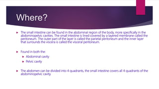 Where?
 The small intestine can be found in the abdominal region of the body, more specifically in the
abdominopelvic cavities. The small intestine is lined covered by a layered membrane called the
peritoneum. The outer part of the layer is called the parietal peritoneum and the inner layer
that surrounds the viscera is called the visceral peritoneum.
 Found in both the:
 Abdominal cavity
 Pelvic cavity
 The abdomen can be divided into 4 quadrants, the small intestine covers all 4 quadrants of the
abdominopelvic cavity.
 